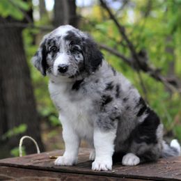 Aussiedoodle Puppies from Wilson Cattle Co.