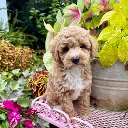 Jefferson - Apricot male Goldendoodle puppy in Sheridan, Arkansas from Arkie Doodles