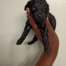 Red collar girl - Black female Poodle puppy in Valdosta, Georgia from Posh Poodles