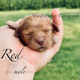 Red - Red male Cavapoo puppy in Coal City, Indiana from Wednesday & Co