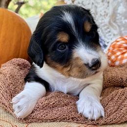 Angus 2800 - Piebald male Dachshund puppy in Hendersonville, North Carolina from Snarky Doxy Miniature Dachshunds