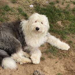 Old English Sheepdog Puppies from Heavinly Blessings Farm Pups - Old English Sheepdog Puppies