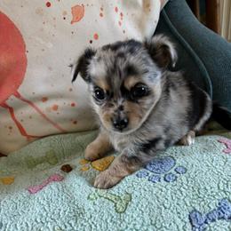 Chihuahua - Blue merle male Chihuahua puppy in Monterey, Virginia from Blue Grass Valley Chihuahuas