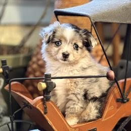 Miniature American Shepherd, Miniature Australian Shepherd, and Toy Australian Shepherd Puppies from Shooting Stars Ranch Toy and Mini Aussies