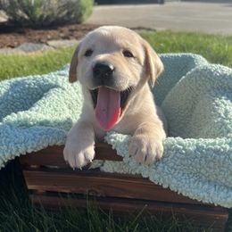 Labrador Retriever Puppies from Buena Vista Labradors