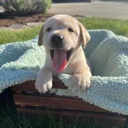 Labrador Retriever Puppies from Buena Vista Labradors
