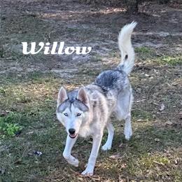 Willow - Siberian Husky