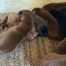 No collar - Black male Labrador Retriever puppy in Millville, New Jersey from Creekside Canines