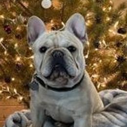 French Bulldogs from Beast-A-Bullz French Bulldogs