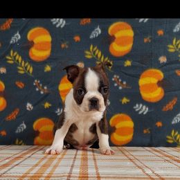 Boston Terrier Puppies from IHeart Boston Terriers