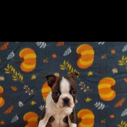 Boston Terrier Puppies from IHeart Boston Terriers