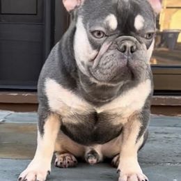 French Bulldogs from Pio Pio Frenchies