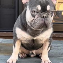 French Bulldogs from Pio Pio Frenchies