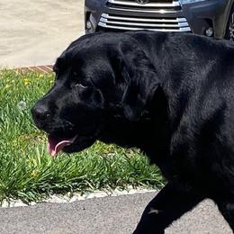 Winnie - Labrador Retriever