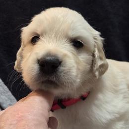 Boy 4 - Golden male Golden Retriever puppy in Milton, Florida from Katherine's Golden Retrievers and Gordon Setters.