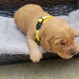 Boy 3 - Dark golden Golden Retriever puppy in Texas from Copperhead Creek Goldens