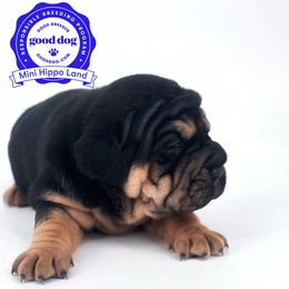 Chinese Shar-Pei, Cocker Spaniel, and Companion Cross Puppies from Mini Hippo Land
