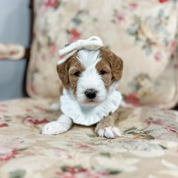 Journey - Red  female Goldendoodle puppy in Sulphur, Louisiana from Curly Q’s Of Carlyss