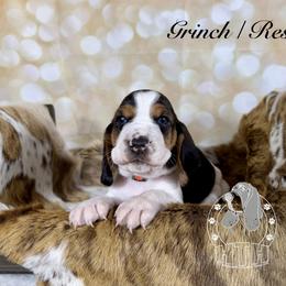 Grinch - Black white and brown male Basset Hound puppy in Dingess, West Virginia from Tuckers' Howling Hounds