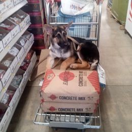 German Shepherd Puppies from Celtic Rose German Shepherds