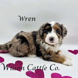 Wren - Blue merle female Aussiedoodle puppy in Lancaster, Minnesota from Wilson Cattle Co.