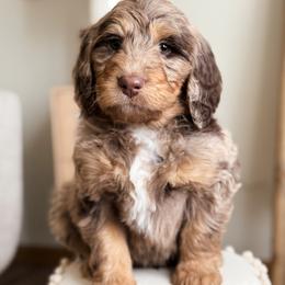 Bernedoodle and Goldendoodle Puppies from Sac River GoldenDoodles & BerneDoodles LLC