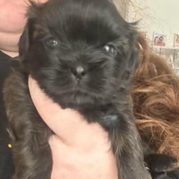 Girl 2 - Chocolate female Shih Tzu puppy in Oregon, Ohio from Gogol Family Shih Tzus