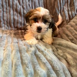 Blue collar - Black gold and white male Shorkie puppy in Staten Island, New York from Sensational Shorkies