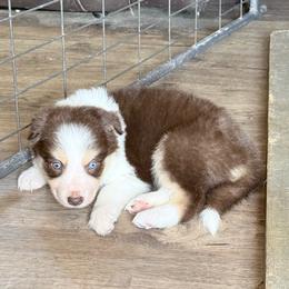 Trig - Chocolate male Border Collie puppy in Guffey, Colorado from Sunset Ridge
