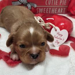 Kasanova - Ruby male Cavalier King Charles Spaniel puppy in Stilwell, Oklahoma from Love Bug Cavaliers