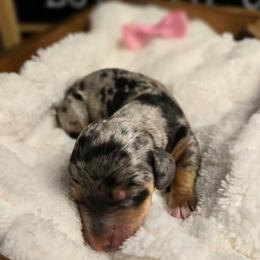 Cloe - Dapple female Dachshund puppy in Upland, California from The Puppy Cottage
