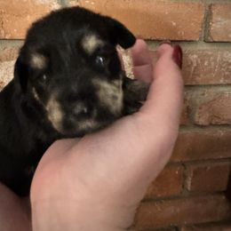Cinnamon - Black and silver female Miniature Schnauzer puppy in Lubbock, Texas from Schnazzy Schnauzers