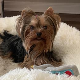 Yorkshire Terriers from My Texas Yorkies