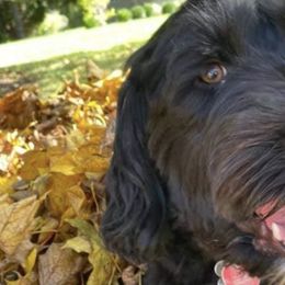 Portuguese Water Dogs from Pam Collar