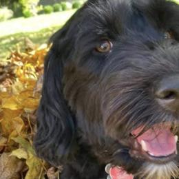 Portuguese Water Dogs from Pam Collar