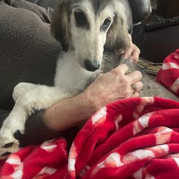 Puppy Girl 1 - Blue and cream female Afghan Hound puppy in Carlisle, Pennsylvania from Winterberry Afghan Hounds