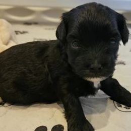 Shihpoos from Karimma's Pups