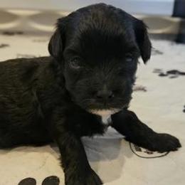Shihpoos from Karimma's Pups