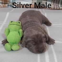 Edgar - Silver male Dilute Retriever puppy in Madras, Oregon from GT Labradors