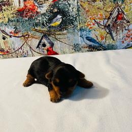 Waylon- 1500 - Black and tan male Yorkshire Terrier puppy in Douglas, Georgia from Heartland small breeds