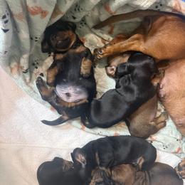 Dachshund Puppies from The dachshunds