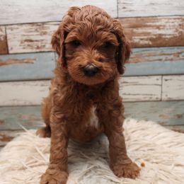 Goldendoodle Puppies from Two Ps in a Pod