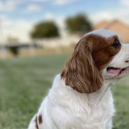 Cavalier King Charles Spaniels and Cavapoos from Hattie’s Texas Cavapoos