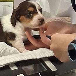 Cutie - Piebald male Dachshund puppy in Wichita, Kansas from Lauren's Dachshunds