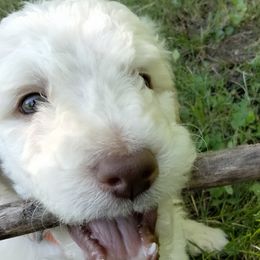 Ollie - White Poodle puppy in Hubertus, Wisconsin from Jessica's Poodles