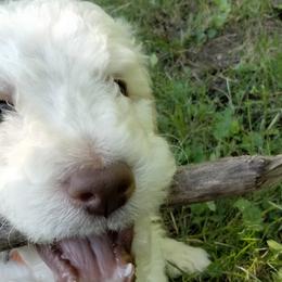 Ollie - White Poodle puppy in Hubertus, Wisconsin from Jessica's Poodles