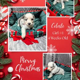 Australian Shepherd and Great Dane Puppies from AEW Farm