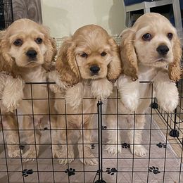 Cocker Spaniel Puppies from Carino's Cocker Kennel