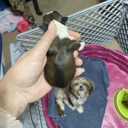 Riley - Chocolate and tan male Shih Tzu puppy in Alexander, Arkansas from TnT Shih Tzu