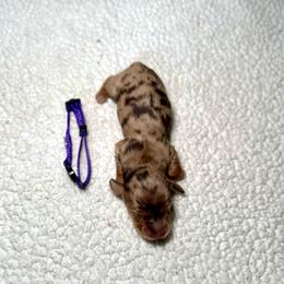 Fudge - Dapple female Dachshund puppy in Stilwell, Oklahoma from Mountain Top Dachshunds